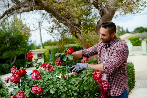 A man with dark hair and a neatly trimmed beard, wearing a red and white checkered shirt and grey gardening gloves, is tending to a lush rose bush in a well-maintained front garden. He is seen carefully pruning or inspecting the vibrant red roses as they bloom abundantly on the shrub. The garden features a neatly bordered flower bed with rich soil, surrounded by a paved pathway and a green lawn with evenly cut grass. In the background, there are mature trees with leafy branches providing partial shade, along with a suburban street lined with houses, utility poles, and power lines under a clear, partly cloudy sky. This outdoor scene demonstrates professional gardening and hedge trimming services typical of a garden in the Colindale area, highlighting attention to plant health and garden aesthetics in a quiet residential setting. The natural lighting suggests a sunny day, contributing to the vibrant colours and healthy appearance of the plants and garden environment, suitable for outdoor landscaping or gardening maintenance as offered by Hedge Trimming Colindale.
